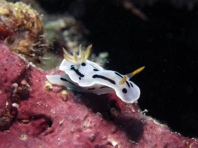 SSI Nudibranchs Ecology