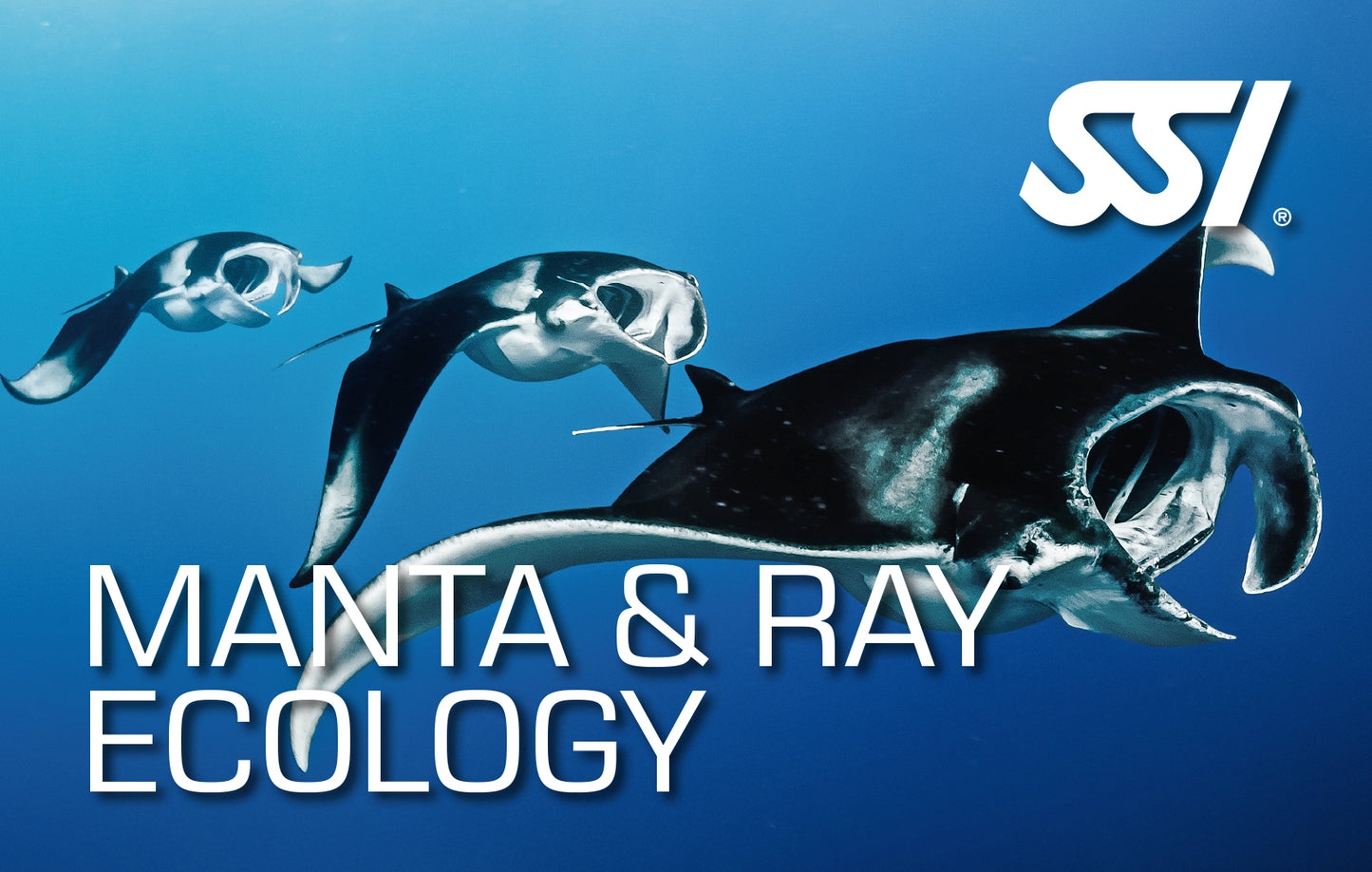 SSI Manta & Ray Ecology