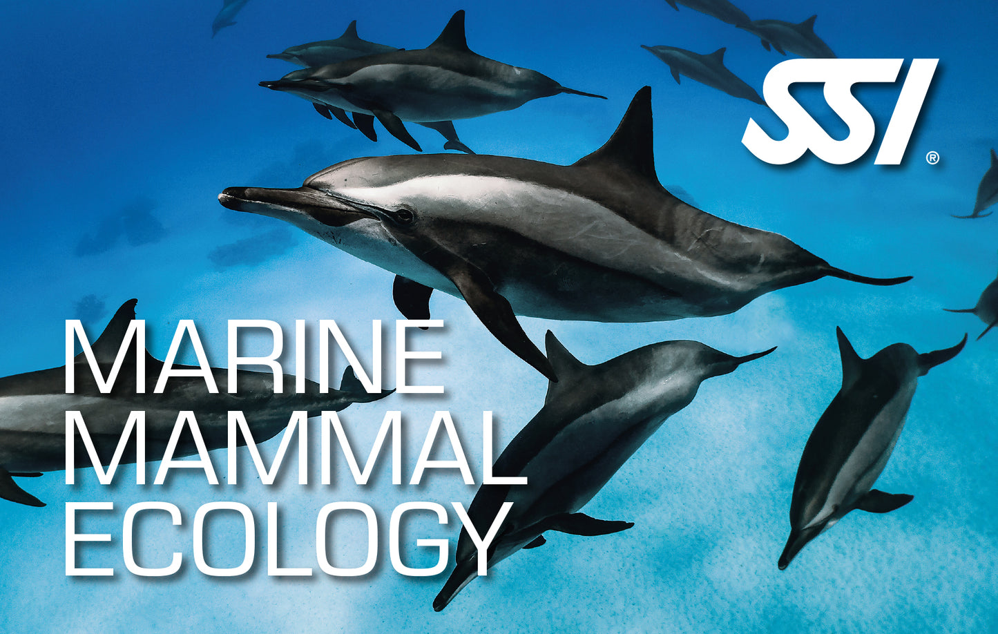 SSI Marine Mammal Ecology